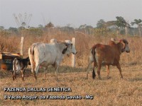 /album/a8%20vacas%20adquiridas%20da%20fazenda%20gavi%c3%a3o/fazenda-dallas-8-vacas-2-jpg/